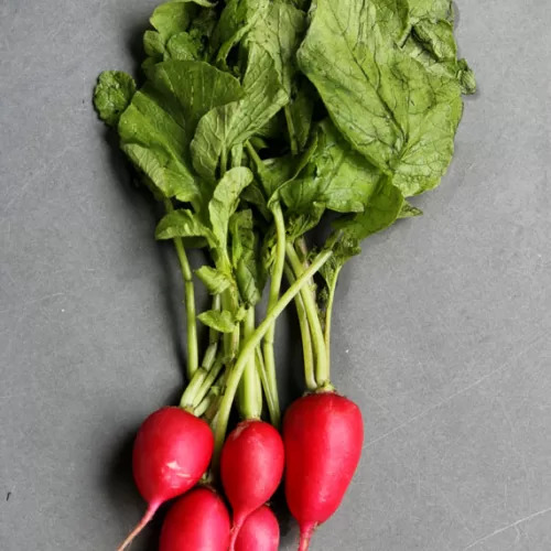Red Radish