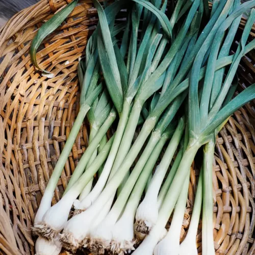 Green Garlic